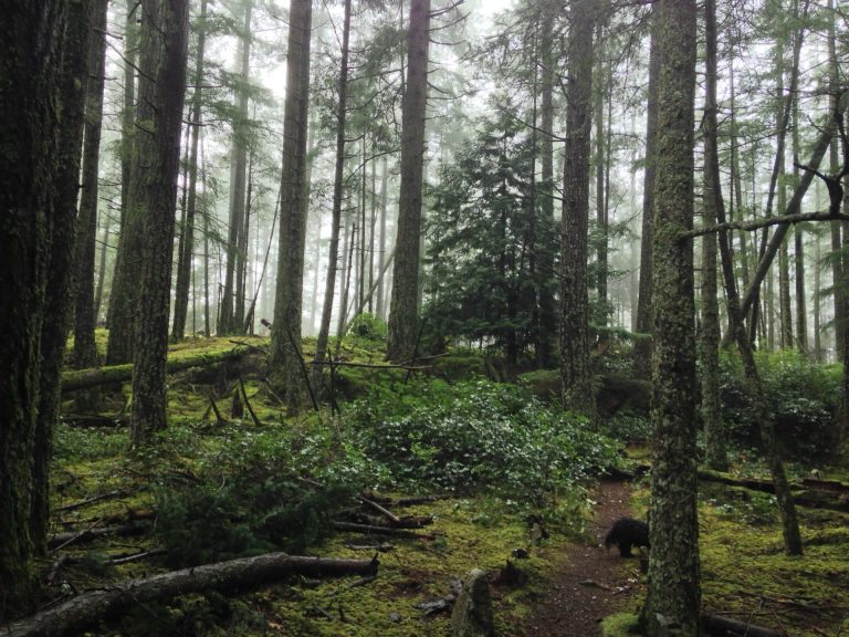 The Transformative Forest Ecosystem: A Bowen Island Story